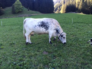 Trebeltal Bioprodukte Logo Bio Fleisch Rinder Pustertaler Sprinzen Fränkisches Gelbvieh Rohlfing Kuh Mecklenburg Vorpommern Christian Landwirtschaft