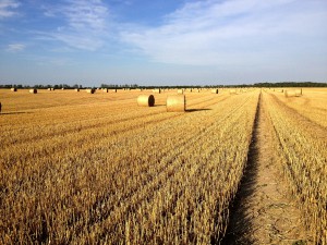Trebeltal Bioprodukte Logo Bio Fleisch Rinder Pustertaler Sprinzen Gelbvieh Rohlfing Kuh Mecklenburg Vorpommern Christian Landwirtschaft