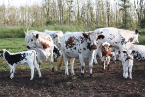 Trebeltal Bioprodukte Logo Bio Fleisch Rinder Pustertaler Sprinzen Gelbvieh Rohlfing Kuh Mecklenburg Vorpommern Christian Landwirtschaft