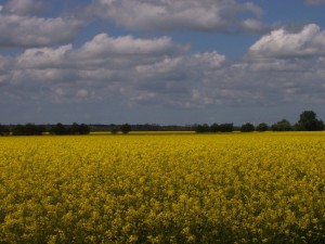 Trebeltal Bioprodukte Logo Bio Fleisch Rinder Pustertaler Sprinzen Gelbvieh Rohlfing Kuh Mecklenburg Vorpommern Christian Landwirtschaft